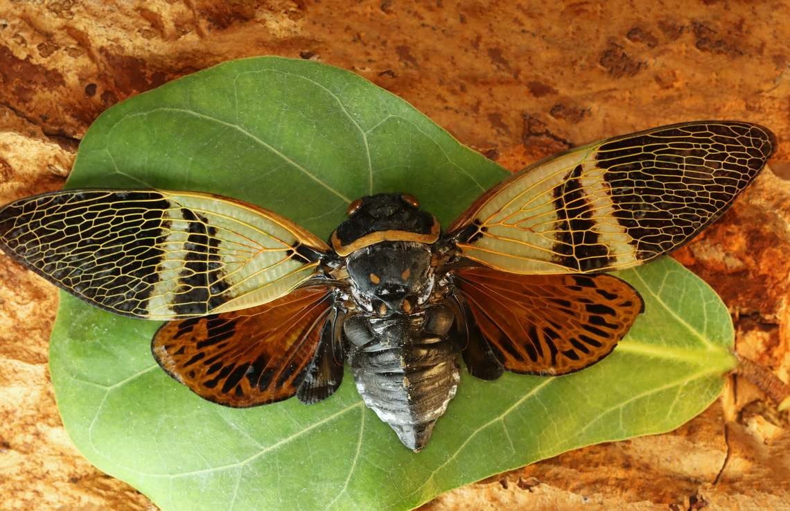 Cicada - Angamiana floridula This cicada is big -- about 14 cm wide.<br />
<br />
*Pinned specimen; native to Southeast Asia Angamiana,Angamiana floridula,Cicadidae,cicada