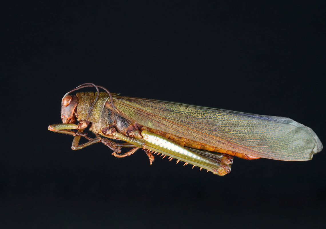 Purple-winged grasshopper - Titanacris albipes This grasshopper is a beast - close to 10 cm long. But, the really cool thing is that its hindwings are purple. I&#039;ve never spread a grasshopper before, but am going to put this one in a relaxing chamber to see if I can then spread it on at least one side.<br />
<br />
*Pinned specimen; native to South America Purple-winged grasshopper,Titanacris,Titanacris albipes,grasshopper
