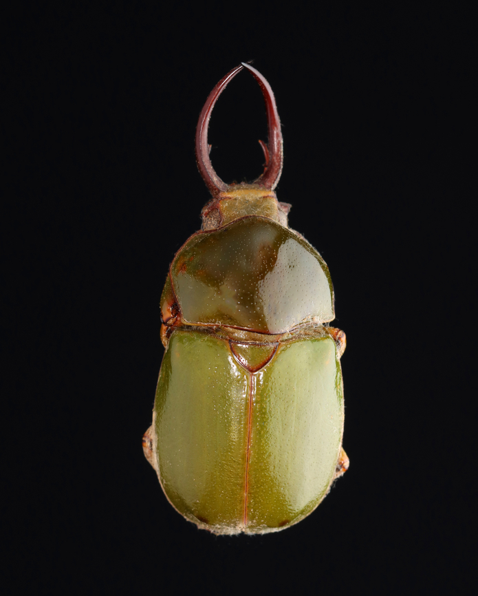 Beetle - Kibakoganea tamdaoensis Don&#039;t zoom in, it&#039;s covered in fluffy crud.<br />
<br />
*Pinned specimen; native to southeast Asia Kibakoganea,Kibakoganea tamdaoensis,Scarabaeidae,beetle,coleoptera
