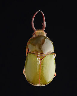 Beetle - Kibakoganea tamdaoensis Don't zoom in, it's covered in fluffy crud.

*Pinned specimen; native to southeast Asia Kibakoganea,Kibakoganea tamdaoensis,Scarabaeidae,beetle,coleoptera