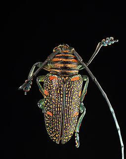 Beetle - Zographus regalis Minus an antenna.
*Pinned specimen; native to Africa Longhorn beetle,Zographus,Zographus regalis,beetle,cerambycidae