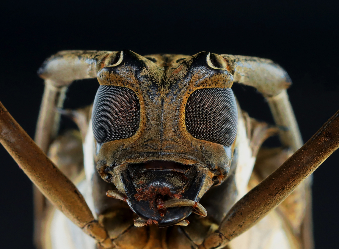 Rubber Root Borer - Batocera rubus *Pinned specimen; native to southeast Asia<br />
<figure class="photo"><a href="https://www.jungledragon.com/image/153200/rubber_root_borer_-_batocera_rubus.html" title="Rubber Root Borer - Batocera rubus"><img src="https://s3.amazonaws.com/media.jungledragon.com/images/3232/153200_thumb.jpg?AWSAccessKeyId=05GMT0V3GWVNE7GGM1R2&Expires=1759968010&Signature=uigwDBdDTlg4ayFCakeSEiS33Zw%3D" width="200" height="148" alt="Rubber Root Borer - Batocera rubus *Pinned specimen; native to southeast Asia<br />
https://www.jungledragon.com/image/153200/rubber_root_borer_-_batocera_rubus.html<br />
https://www.jungledragon.com/image/153203/rubber_root_borer_-_batocera_rubus.html<br />
https://www.jungledragon.com/image/153202/rubber_root_borer_-_batocera_rubus.html<br />
https://www.jungledragon.com/image/153201/rubber_root_borer_-_batocera_rubus.html Batocera,Batocera rubus,beetle,cerambycidae,rubber root borer" /></a></figure><br />
<figure class="photo"><a href="https://www.jungledragon.com/image/153203/rubber_root_borer_-_batocera_rubus.html" title="Rubber Root Borer - Batocera rubus"><img src="https://s3.amazonaws.com/media.jungledragon.com/images/3232/153203_thumb.jpg?AWSAccessKeyId=05GMT0V3GWVNE7GGM1R2&Expires=1759968010&Signature=Ig4XdLuDvdrGUms6pajtk4s6ZKY%3D" width="200" height="142" alt="Rubber Root Borer - Batocera rubus *Pinned specimen; native to southeast Asia<br />
https://www.jungledragon.com/image/153200/rubber_root_borer_-_batocera_rubus.html<br />
https://www.jungledragon.com/image/153203/rubber_root_borer_-_batocera_rubus.html<br />
https://www.jungledragon.com/image/153202/rubber_root_borer_-_batocera_rubus.html<br />
https://www.jungledragon.com/image/153201/rubber_root_borer_-_batocera_rubus.html Batocera rubus" /></a></figure><br />
<figure class="photo"><a href="https://www.jungledragon.com/image/153202/rubber_root_borer_-_batocera_rubus.html" title="Rubber Root Borer - Batocera rubus"><img src="https://s3.amazonaws.com/media.jungledragon.com/images/3232/153202_thumb.jpg?AWSAccessKeyId=05GMT0V3GWVNE7GGM1R2&Expires=1759968010&Signature=hcYD1646PutTqFQ8D31hebFlp9E%3D" width="200" height="200" alt="Rubber Root Borer - Batocera rubus *Pinned specimen; native to southeast Asia<br />
https://www.jungledragon.com/image/153200/rubber_root_borer_-_batocera_rubus.html<br />
https://www.jungledragon.com/image/153203/rubber_root_borer_-_batocera_rubus.html<br />
https://www.jungledragon.com/image/153202/rubber_root_borer_-_batocera_rubus.html<br />
https://www.jungledragon.com/image/153201/rubber_root_borer_-_batocera_rubus.html Batocera rubus" /></a></figure><br />
<figure class="photo"><a href="https://www.jungledragon.com/image/153201/rubber_root_borer_-_batocera_rubus.html" title="Rubber Root Borer - Batocera rubus"><img src="https://s3.amazonaws.com/media.jungledragon.com/images/3232/153201_thumb.jpg?AWSAccessKeyId=05GMT0V3GWVNE7GGM1R2&Expires=1759968010&Signature=fTMg%2FiT14g%2Bloz3O48ytif%2BzgSI%3D" width="200" height="164" alt="Rubber Root Borer - Batocera rubus *Pinned specimen; native to southeast Asia<br />
https://www.jungledragon.com/image/153200/rubber_root_borer_-_batocera_rubus.html<br />
https://www.jungledragon.com/image/153203/rubber_root_borer_-_batocera_rubus.html<br />
https://www.jungledragon.com/image/153202/rubber_root_borer_-_batocera_rubus.html<br />
https://www.jungledragon.com/image/153201/rubber_root_borer_-_batocera_rubus.html Batocera rubus" /></a></figure> Batocera,Batocera rubus,beetle,cerambycidae,rubber root borer