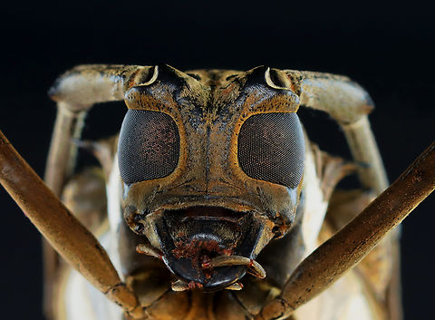 Rubber Root Borer - Batocera rubus *Pinned specimen; native to southeast Asia
https://www.jungledragon.com/image/153200/rubber_root_borer_-_batocera_rubus.html
https://www.jungledragon.com/image/153203/rubber_root_borer_-_batocera_rubus.html
https://www.jungledragon.com/image/153202/rubber_root_borer_-_batocera_rubus.html
https://www.jungledragon.com/image/153201/rubber_root_borer_-_batocera_rubus.html Batocera,Batocera rubus,beetle,cerambycidae,rubber root borer