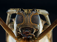 Rubber Root Borer - Batocera rubus *Pinned specimen; native to southeast Asia<br />
https://www.jungledragon.com/image/153200/rubber_root_borer_-_batocera_rubus.html<br />
https://www.jungledragon.com/image/153203/rubber_root_borer_-_batocera_rubus.html<br />
https://www.jungledragon.com/image/153202/rubber_root_borer_-_batocera_rubus.html<br />
https://www.jungledragon.com/image/153201/rubber_root_borer_-_batocera_rubus.html Batocera,Batocera rubus,beetle,cerambycidae,rubber root borer