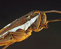 Rubber Root Borer - Batocera rubus *Pinned specimen; native to southeast Asia<br />
https://www.jungledragon.com/image/153200/rubber_root_borer_-_batocera_rubus.html<br />
https://www.jungledragon.com/image/153203/rubber_root_borer_-_batocera_rubus.html<br />
https://www.jungledragon.com/image/153202/rubber_root_borer_-_batocera_rubus.html<br />
https://www.jungledragon.com/image/153201/rubber_root_borer_-_batocera_rubus.html Batocera rubus