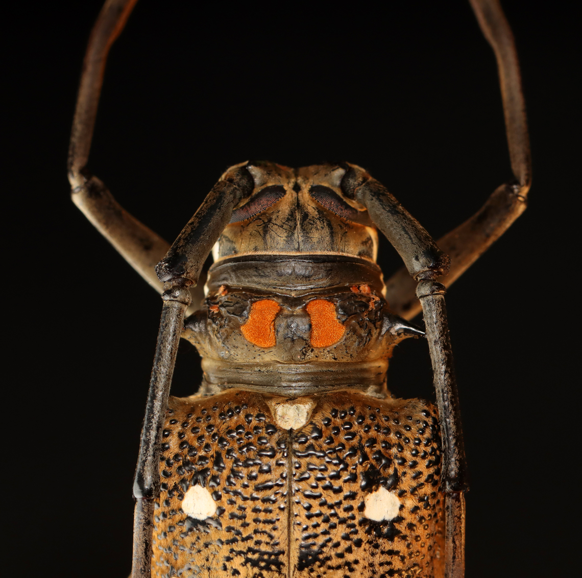 Rubber Root Borer - Batocera rubus *Pinned specimen; native to southeast Asia<br />
<figure class="photo"><a href="https://www.jungledragon.com/image/153200/rubber_root_borer_-_batocera_rubus.html" title="Rubber Root Borer - Batocera rubus"><img src="https://s3.amazonaws.com/media.jungledragon.com/images/3232/153200_thumb.jpg?AWSAccessKeyId=05GMT0V3GWVNE7GGM1R2&Expires=1759968010&Signature=uigwDBdDTlg4ayFCakeSEiS33Zw%3D" width="200" height="148" alt="Rubber Root Borer - Batocera rubus *Pinned specimen; native to southeast Asia<br />
https://www.jungledragon.com/image/153200/rubber_root_borer_-_batocera_rubus.html<br />
https://www.jungledragon.com/image/153203/rubber_root_borer_-_batocera_rubus.html<br />
https://www.jungledragon.com/image/153202/rubber_root_borer_-_batocera_rubus.html<br />
https://www.jungledragon.com/image/153201/rubber_root_borer_-_batocera_rubus.html Batocera,Batocera rubus,beetle,cerambycidae,rubber root borer" /></a></figure><br />
<figure class="photo"><a href="https://www.jungledragon.com/image/153203/rubber_root_borer_-_batocera_rubus.html" title="Rubber Root Borer - Batocera rubus"><img src="https://s3.amazonaws.com/media.jungledragon.com/images/3232/153203_thumb.jpg?AWSAccessKeyId=05GMT0V3GWVNE7GGM1R2&Expires=1759968010&Signature=Ig4XdLuDvdrGUms6pajtk4s6ZKY%3D" width="200" height="142" alt="Rubber Root Borer - Batocera rubus *Pinned specimen; native to southeast Asia<br />
https://www.jungledragon.com/image/153200/rubber_root_borer_-_batocera_rubus.html<br />
https://www.jungledragon.com/image/153203/rubber_root_borer_-_batocera_rubus.html<br />
https://www.jungledragon.com/image/153202/rubber_root_borer_-_batocera_rubus.html<br />
https://www.jungledragon.com/image/153201/rubber_root_borer_-_batocera_rubus.html Batocera rubus" /></a></figure><br />
<figure class="photo"><a href="https://www.jungledragon.com/image/153202/rubber_root_borer_-_batocera_rubus.html" title="Rubber Root Borer - Batocera rubus"><img src="https://s3.amazonaws.com/media.jungledragon.com/images/3232/153202_thumb.jpg?AWSAccessKeyId=05GMT0V3GWVNE7GGM1R2&Expires=1759968010&Signature=hcYD1646PutTqFQ8D31hebFlp9E%3D" width="200" height="200" alt="Rubber Root Borer - Batocera rubus *Pinned specimen; native to southeast Asia<br />
https://www.jungledragon.com/image/153200/rubber_root_borer_-_batocera_rubus.html<br />
https://www.jungledragon.com/image/153203/rubber_root_borer_-_batocera_rubus.html<br />
https://www.jungledragon.com/image/153202/rubber_root_borer_-_batocera_rubus.html<br />
https://www.jungledragon.com/image/153201/rubber_root_borer_-_batocera_rubus.html Batocera rubus" /></a></figure><br />
<figure class="photo"><a href="https://www.jungledragon.com/image/153201/rubber_root_borer_-_batocera_rubus.html" title="Rubber Root Borer - Batocera rubus"><img src="https://s3.amazonaws.com/media.jungledragon.com/images/3232/153201_thumb.jpg?AWSAccessKeyId=05GMT0V3GWVNE7GGM1R2&Expires=1759968010&Signature=fTMg%2FiT14g%2Bloz3O48ytif%2BzgSI%3D" width="200" height="164" alt="Rubber Root Borer - Batocera rubus *Pinned specimen; native to southeast Asia<br />
https://www.jungledragon.com/image/153200/rubber_root_borer_-_batocera_rubus.html<br />
https://www.jungledragon.com/image/153203/rubber_root_borer_-_batocera_rubus.html<br />
https://www.jungledragon.com/image/153202/rubber_root_borer_-_batocera_rubus.html<br />
https://www.jungledragon.com/image/153201/rubber_root_borer_-_batocera_rubus.html Batocera rubus" /></a></figure> Batocera rubus