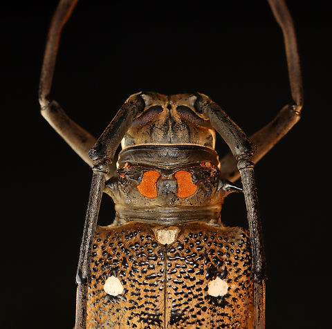Rubber Root Borer - Batocera rubus *Pinned specimen; native to southeast Asia
https://www.jungledragon.com/image/153200/rubber_root_borer_-_batocera_rubus.html
https://www.jungledragon.com/image/153203/rubber_root_borer_-_batocera_rubus.html
https://www.jungledragon.com/image/153202/rubber_root_borer_-_batocera_rubus.html
https://www.jungledragon.com/image/153201/rubber_root_borer_-_batocera_rubus.html Batocera rubus