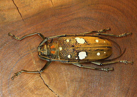 Rubber Root Borer - Batocera rubus *Pinned specimen; native to southeast Asia
https://www.jungledragon.com/image/153200/rubber_root_borer_-_batocera_rubus.html
https://www.jungledragon.com/image/153203/rubber_root_borer_-_batocera_rubus.html
https://www.jungledragon.com/image/153202/rubber_root_borer_-_batocera_rubus.html
https://www.jungledragon.com/image/153201/rubber_root_borer_-_batocera_rubus.html Batocera rubus