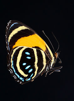 Aegina numberwing - Callicore lyca aegina I think the ID is correct -- Callicore lyca aegina or else Callicore aegina if it isn't a subspecies.

*Pinned specimen; native to South America Aegina numberwing,Callicore,Callicore aegina,Callicore lyca,Callicore lyca aegina,butterfly,numberwing