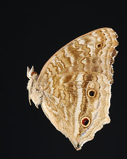 Brilliant Blue - Junonia rhadama I was shocked when I peeked at the inside of the wings to discover vibrant purple and blue colors. This one is going in the relaxing chamber today so I can spread it.

*Pinned specimen; native to Africa Brilliant blue,Junonia,Junonia rhadama,Nymphalidae,butterfly