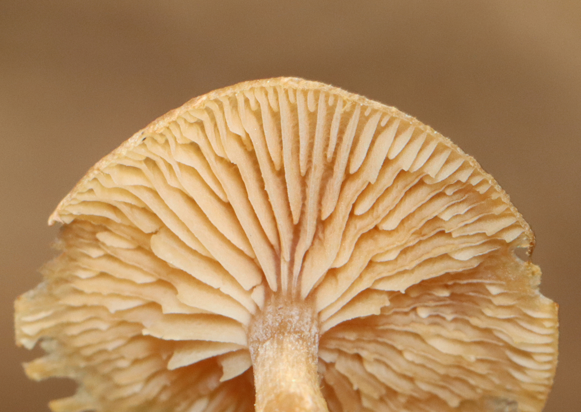 Mushroom - Tubaria sp.? I&#039;m not sure about the genus, it&#039;s just a guess. I posted this mushroom on MO, but haven&#039;t gotten any feedback.<br />
<br />
Habitat: Growing under pine; mixed forest<br />
<figure class="photo"><a href="https://www.jungledragon.com/image/153254/mushroom_-_tubaria_sp.html" title="Mushroom - Tubaria sp.?"><img src="https://s3.amazonaws.com/media.jungledragon.com/images/3232/153254_thumb.jpg?AWSAccessKeyId=05GMT0V3GWVNE7GGM1R2&Expires=1759968010&Signature=n8H4Q31WkNdvU9%2B80U2zW6qQ8IE%3D" width="200" height="154" alt="Mushroom - Tubaria sp.? I&#039;m not sure about the genus, it&#039;s just a guess. I posted this mushroom on MO, but haven&#039;t gotten any feedback.<br />
<br />
Habitat: Growing under pine; mixed forest<br />
https://www.jungledragon.com/image/153253/mushroom_-_tubaria_sp.html Geotagged,Spring,United States" /></a></figure> Geotagged,Spring,Tubaria,United States,fungi,fungus,mushroom