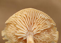 Mushroom - Tubaria sp.? I'm not sure about the genus, it's just a guess. I posted this mushroom on MO, but haven't gotten any feedback.<br />
<br />
Habitat: Growing under pine; mixed forest<br />
https://www.jungledragon.com/image/153254/mushroom_-_tubaria_sp.html Geotagged,Spring,Tubaria,United States,fungi,fungus,mushroom