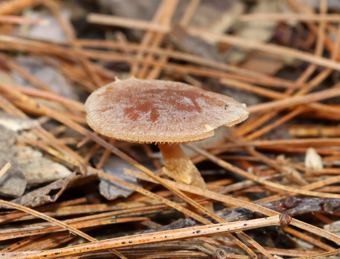 Mushroom - Tubaria sp.? I&#039;m not sure about the genus, it&#039;s just a guess. I posted this mushroom on MO, but haven&#039;t gotten any feedback.<br />
<br />
Habitat: Growing under pine; mixed forest<br />
<figure class="photo"><a href="https://www.jungledragon.com/image/153253/mushroom_-_tubaria_sp.html" title="Mushroom - Tubaria sp.?"><img src="https://s3.amazonaws.com/media.jungledragon.com/images/3232/153253_thumb.jpg?AWSAccessKeyId=05GMT0V3GWVNE7GGM1R2&Expires=1765411210&Signature=E%2FNjFsRP1BwTS3EHRoZoHOtfEwM%3D" width="200" height="142" alt="Mushroom - Tubaria sp.? I&#039;m not sure about the genus, it&#039;s just a guess. I posted this mushroom on MO, but haven&#039;t gotten any feedback.<br />
<br />
Habitat: Growing under pine; mixed forest<br />
https://www.jungledragon.com/image/153254/mushroom_-_tubaria_sp.html Geotagged,Spring,Tubaria,United States,fungi,fungus,mushroom" /></a></figure> Geotagged,Spring,United States