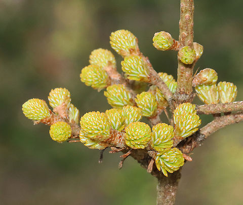 Witch's Broom on Fir (Abies sp.) Tree Witch's broom is a deformity that grows on trees and causes the natural structure of the tree to change. It looks like a dense mass of shoots growing from a single point, with the resulting structure resembling a broom or bird's nest. It can be caused by tree damage or pathogens.

Habitat: Fir tree (Abies sp.)
https://www.jungledragon.com/image/153256/witchs_broom_on_fir_abies_sp._tree.html Geotagged,Spring,United States,abies,fir,witch's broom