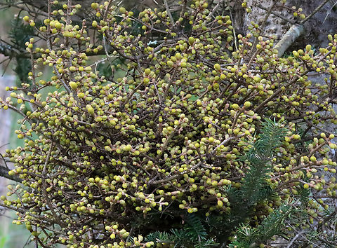 Witch's Broom on Fir (Abies sp.) Tree This one was probably the largest I've ever seen.

Witch's broom is a deformity that grows on trees and causes the natural structure of the tree to change. It looks like a dense mass of shoots growing from a single point, with the resulting structure resembling a broom or bird's nest. It can be caused by tree damage or pathogens.

Habitat: Fir tree (Abies sp.)
https://www.jungledragon.com/image/153255/witchs_broom_on_fir_abies_sp._tree.html Geotagged,Spring,United States,Witch's broom