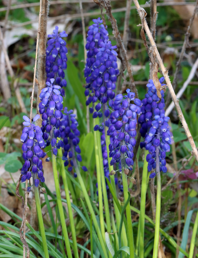 Grape Hyacinth - Muscari botryoides Habitat: Overgrown garden Geotagged,Grape Hyacinth,Muscari armeniacum,Muscari botryoides,Spring,United States,muscari