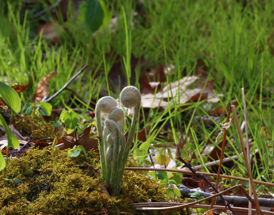 Cinnamon Fern - Osmundastrum cinnamomeum Habitat: Forested wetland Cinnamon Fern,Geotagged,Osmundastrum,Osmundastrum cinnamomeum,Spring,United States,fern