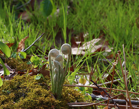 Cinnamon Fern - Osmundastrum cinnamomeum Habitat: Forested wetland Cinnamon Fern,Geotagged,Osmundastrum,Osmundastrum cinnamomeum,Spring,United States,fern