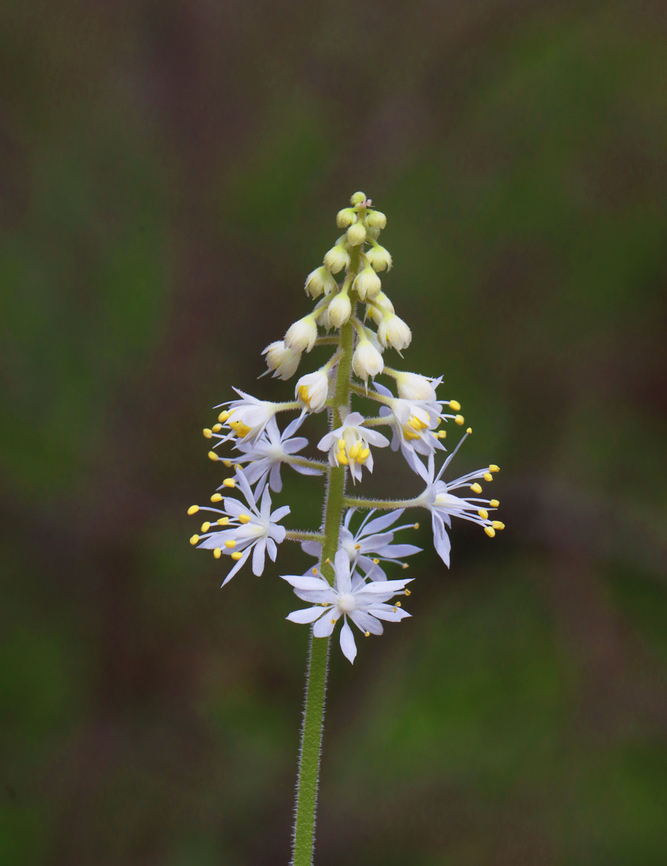 Heartleaf foamflower - Tiarella cordifolia Habitat: Deciduous forest edge<br />
<figure class="photo"><a href="https://www.jungledragon.com/image/153272/heartleaf_foamflower_-_tiarella_cordifolia.html" title="Heartleaf foamflower - Tiarella cordifolia"><img src="https://s3.amazonaws.com/media.jungledragon.com/images/3232/153272_thumb.jpg?AWSAccessKeyId=05GMT0V3GWVNE7GGM1R2&Expires=1759968010&Signature=pLR9WXy6Z3QJdeNTDG2dr8nKHyk%3D" width="112" height="152" alt="Heartleaf foamflower - Tiarella cordifolia Habitat: Deciduous forest edge<br />
https://www.jungledragon.com/image/153271/heartleaf_foamflower_-_tiarella_cordifolia.html Geotagged,Heartleaf foamflower,Spring,Tiarella cordifolia,United States" /></a></figure> Geotagged,Heartleaf foamflower,Spring,Tiarella,Tiarella cordifolia,United States,foamflower