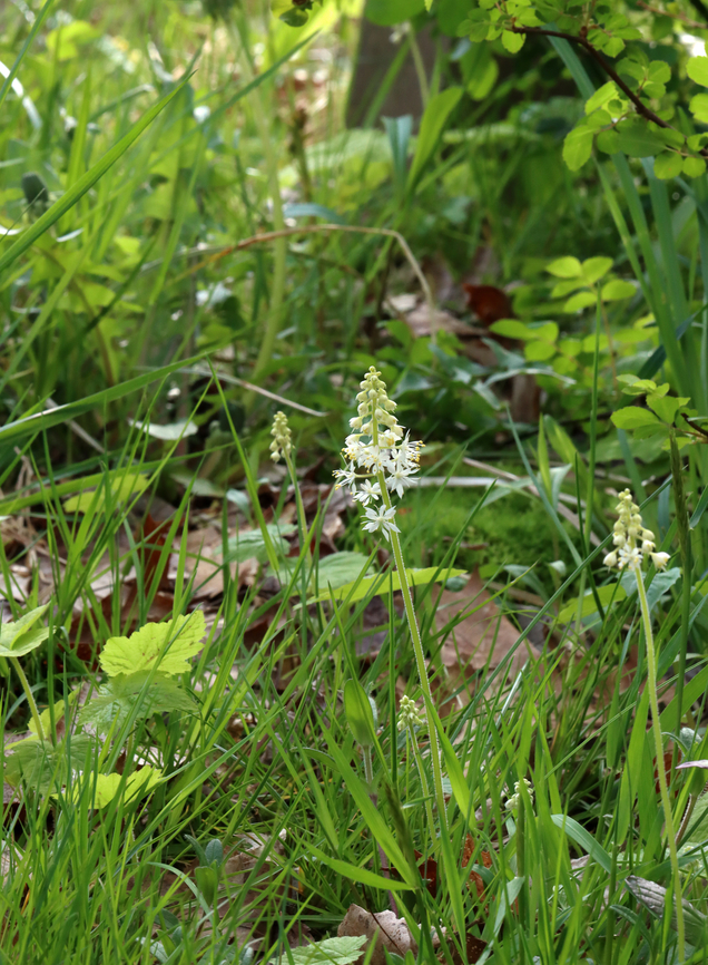 Heartleaf foamflower - Tiarella cordifolia Habitat: Deciduous forest edge<br />
<figure class="photo"><a href="https://www.jungledragon.com/image/153271/heartleaf_foamflower_-_tiarella_cordifolia.html" title="Heartleaf foamflower - Tiarella cordifolia"><img src="https://s3.amazonaws.com/media.jungledragon.com/images/3232/153271_thumb.jpg?AWSAccessKeyId=05GMT0V3GWVNE7GGM1R2&Expires=1759968010&Signature=5cWRGeov%2BL2TPH5rtyPzF1m4lZA%3D" width="118" height="152" alt="Heartleaf foamflower - Tiarella cordifolia Habitat: Deciduous forest edge<br />
https://www.jungledragon.com/image/153272/heartleaf_foamflower_-_tiarella_cordifolia.html Geotagged,Heartleaf foamflower,Spring,Tiarella,Tiarella cordifolia,United States,foamflower" /></a></figure> Geotagged,Heartleaf foamflower,Spring,Tiarella cordifolia,United States