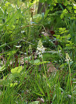 Heartleaf foamflower - Tiarella cordifolia Habitat: Deciduous forest edge<br />
https://www.jungledragon.com/image/153271/heartleaf_foamflower_-_tiarella_cordifolia.html Geotagged,Heartleaf foamflower,Spring,Tiarella cordifolia,United States