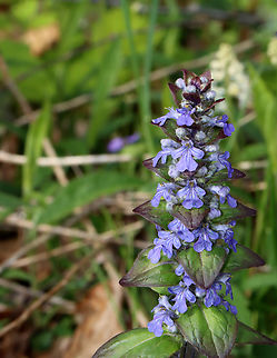 Bugleweed - Ajuga reptans Habitat: Deciduous forest edge Ajuga reptans,Common bugle,Geotagged,Spring,United States,ajuga,bugleweed