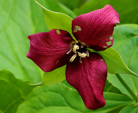Red Trillium - Trillium erectum Habitat: Mesic, hardwood forest Geotagged,Red trillium,Spring,Trillium erectum,United States,trillium