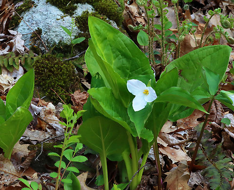 Great White Trillium - Trillium grandiflorum Habitat: Mesic, hardwood forest Geotagged,Great white trillium,Spring,Trillium,Trillium grandiflorum,United States
