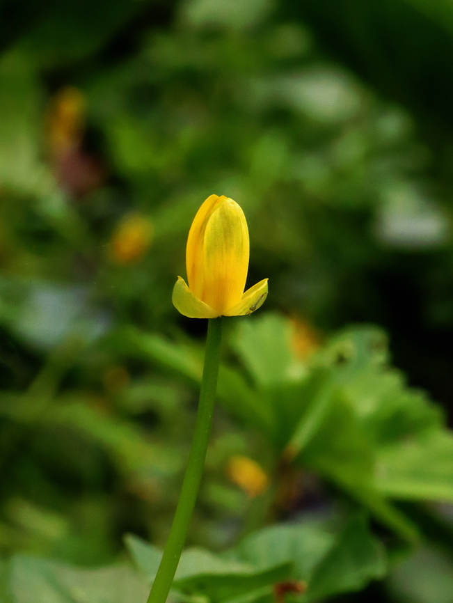 Fig Buttercup - Ficaria verna *with napping midge*<br />
<br />
Habitat: Mesic forest/Swamp edge<br />
<figure class="photo"><a href="https://www.jungledragon.com/image/153277/fig_buttercup_-_ficaria_verna.html" title="Fig Buttercup - Ficaria verna"><img src="https://s3.amazonaws.com/media.jungledragon.com/images/3232/153277_thumb.jpg?AWSAccessKeyId=05GMT0V3GWVNE7GGM1R2&Expires=1759968010&Signature=yJ5xbLo58VdiG%2FVhngIGcg7trAg%3D" width="128" height="152" alt="Fig Buttercup - Ficaria verna An invasive, but it sure is pretty.<br />
<br />
Habitat: Mesic forest/Swamp edge<br />
https://www.jungledragon.com/image/153276/fig_buttercup_-_ficaria_verna.html Ficaria verna,Geotagged,Lesser Celandine,Spring,United States,ficaria,fig buttercup" /></a></figure> Ficaria verna,Geotagged,Lesser Celandine,Spring,United States