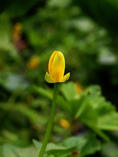 Fig Buttercup - Ficaria verna *with napping midge*

Habitat: Mesic forest/Swamp edge
https://www.jungledragon.com/image/153277/fig_buttercup_-_ficaria_verna.html Ficaria verna,Geotagged,Lesser Celandine,Spring,United States