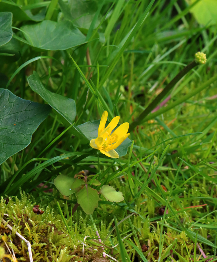 Fig Buttercup - Ficaria verna An invasive, but it sure is pretty.<br />
<br />
Habitat: Mesic forest/Swamp edge<br />
<figure class="photo"><a href="https://www.jungledragon.com/image/153276/fig_buttercup_-_ficaria_verna.html" title="Fig Buttercup - Ficaria verna"><img src="https://s3.amazonaws.com/media.jungledragon.com/images/3232/153276_thumb.jpg?AWSAccessKeyId=05GMT0V3GWVNE7GGM1R2&Expires=1763596810&Signature=OQj9jP50j8Zuf5TIqJtWi5ICYNw%3D" width="116" height="152" alt="Fig Buttercup - Ficaria verna *with napping midge*<br />
<br />
Habitat: Mesic forest/Swamp edge<br />
https://www.jungledragon.com/image/153277/fig_buttercup_-_ficaria_verna.html Ficaria verna,Geotagged,Lesser Celandine,Spring,United States" /></a></figure> Ficaria verna,Geotagged,Lesser Celandine,Spring,United States,ficaria,fig buttercup