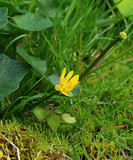 Fig Buttercup - Ficaria verna An invasive, but it sure is pretty.

Habitat: Mesic forest/Swamp edge
https://www.jungledragon.com/image/153276/fig_buttercup_-_ficaria_verna.html Ficaria verna,Geotagged,Lesser Celandine,Spring,United States,ficaria,fig buttercup