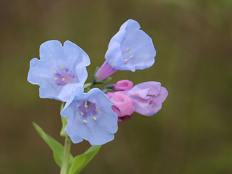 Virginia Bluebells - Mertensia virginica Habitat: Mesic, hardwood forest Geotagged,Mertensia,Mertensia virginica,Spring,United States,Virginia Bluebell,bluebells