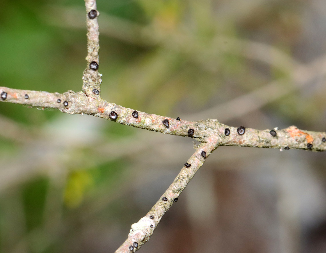 Fungus? It looks like the round, black structures could be a fungus or lichen or neither. I think the twigs might be deciduous.<br />
<br />
Habitat: Mostly deciduous forest Geotagged,Spring,United States,fungi,fungus