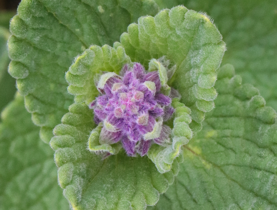 Purple Flowers - Family Lamiaceae, Nepeta sp.? Nepeta sp. or Lamium sp.?<br />
<br />
Habitat: Growing along a trail in a deciduous forest<br />
<figure class="photo"><a href="https://www.jungledragon.com/image/153393/purple_flowers_-_family_lamiaceae_nepeta_sp.html" title="Purple Flowers - Family Lamiaceae, Nepeta sp.?"><img src="https://s3.amazonaws.com/media.jungledragon.com/images/3232/153393_thumb.jpg?AWSAccessKeyId=05GMT0V3GWVNE7GGM1R2&Expires=1770854410&Signature=UxY9chwDJoUNEOrrNfxy1lKsbXw%3D" width="118" height="152" alt="Purple Flowers - Family Lamiaceae, Nepeta sp.? Nepeta sp. or Lamium sp.?<br />
<br />
Habitat: Growing along a trail in a deciduous forest<br />
https://www.jungledragon.com/image/153392/purple_flowers_-_family_lamiaceae_nepeta_sp.html Geotagged,Spring,United States" /></a></figure> Geotagged,Spring,United States,lamiaceae