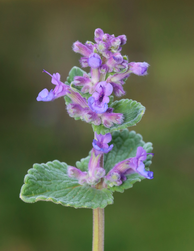 Purple Flowers - Family Lamiaceae, Nepeta sp.? Nepeta sp. or Lamium sp.?<br />
<br />
Habitat: Growing along a trail in a deciduous forest<br />
<figure class="photo"><a href="https://www.jungledragon.com/image/153392/purple_flowers_-_family_lamiaceae_nepeta_sp.html" title="Purple Flowers - Family Lamiaceae, Nepeta sp.?"><img src="https://s3.amazonaws.com/media.jungledragon.com/images/3232/153392_thumb.jpg?AWSAccessKeyId=05GMT0V3GWVNE7GGM1R2&Expires=1759968010&Signature=BZMuhQpnJUfM3ZMcKB7udFEtI0o%3D" width="200" height="154" alt="Purple Flowers - Family Lamiaceae, Nepeta sp.? Nepeta sp. or Lamium sp.?<br />
<br />
Habitat: Growing along a trail in a deciduous forest<br />
https://www.jungledragon.com/image/153393/purple_flowers_-_family_lamiaceae_nepeta_sp.html Geotagged,Spring,United States,lamiaceae" /></a></figure> Geotagged,Spring,United States