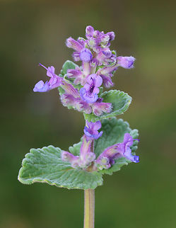 Purple Flowers - Family Lamiaceae, Nepeta sp.? Nepeta sp. or Lamium sp.?

Habitat: Growing along a trail in a deciduous forest
https://www.jungledragon.com/image/153392/purple_flowers_-_family_lamiaceae_nepeta_sp.html Geotagged,Spring,United States