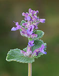 Purple Flowers - Family Lamiaceae, Nepeta sp.? Nepeta sp. or Lamium sp.?<br />
<br />
Habitat: Growing along a trail in a deciduous forest<br />
https://www.jungledragon.com/image/153392/purple_flowers_-_family_lamiaceae_nepeta_sp.html Geotagged,Spring,United States
