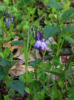 Phlox sp. Habitat: Deciduous forest
https://www.jungledragon.com/image/153390/phlox_sp.html Geotagged,Spring,United States