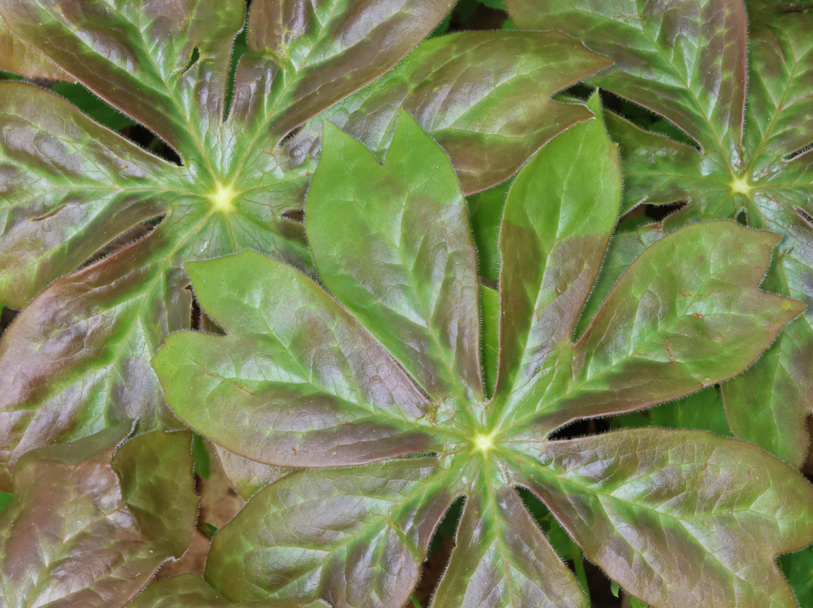Mayapple - Podophyllum peltatum I&#039;m not sure why the leaves were partly brown. <br />
<br />
Habitat: Deciduous forest Geotagged,Mayapple,Podophyllum peltatum,Spring,United States,podophyllum