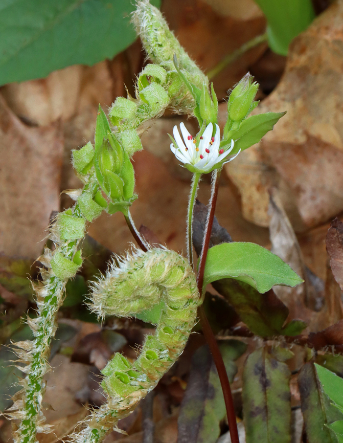 Star Chickweed - Stellaria pubera Habitat: Deciduous forest Geotagged,Spring,Star chickweed,Stellaria,Stellaria pubera,United States,chickweed