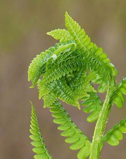 Cinnamon Fern - Osmundastrum cinnamomeum Habitat: Swamp edge; deciduous forest
https://www.jungledragon.com/image/153467/cinnamon_fern_-_osmundastrum_cinnamomeum.html Cinnamon Fern,Geotagged,Osmundastrum,Osmundastrum cinnamomeum,Spring,United States,fern