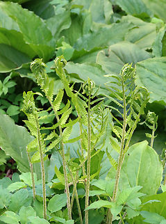 Cinnamon Fern - Osmundastrum cinnamomeum Habitat: Swamp edge; deciduous forest
https://www.jungledragon.com/image/153466/cinnamon_fern_-_osmundastrum_cinnamomeum.html Cinnamon Fern,Geotagged,Osmundastrum cinnamomeum,Spring,United States