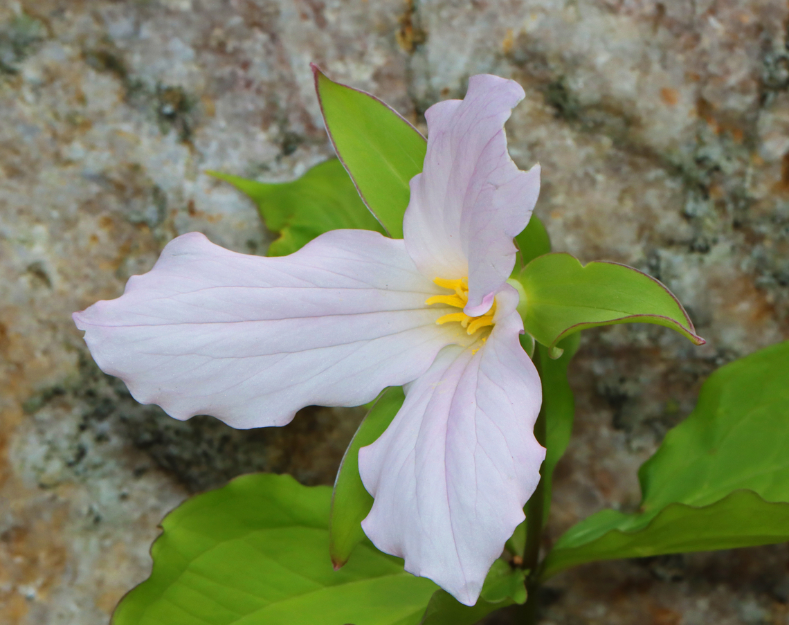 Great White Trillium - Trillium grandiflorum Habitat: Growing along the edge of a swamp in a deciduous forest<br />
<figure class="photo"><a href="https://www.jungledragon.com/image/153469/great_white_trillium_-_trillium_grandiflorum.html" title="Great White Trillium - Trillium grandiflorum"><img src="https://s3.amazonaws.com/media.jungledragon.com/images/3232/153469_thumb.jpg?AWSAccessKeyId=05GMT0V3GWVNE7GGM1R2&Expires=1759968010&Signature=5YTgc9O1a%2FnJAF2KZzN7A6xW0fo%3D" width="200" height="152" alt="Great White Trillium - Trillium grandiflorum With a blush of pink.<br />
<br />
Habitat: Growing along the edge of a swamp in a deciduous forest<br />
https://www.jungledragon.com/image/153468/great_white_trillium_-_trillium_grandiflorum.html Geotagged,Great white trillium,Spring,Trillium,Trillium grandiflorum,United States" /></a></figure> Geotagged,Great white trillium,Spring,Trillium grandiflorum,United States