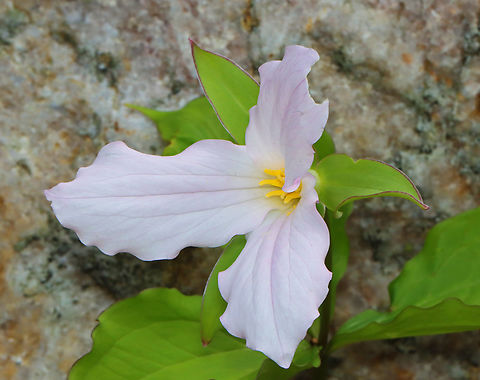 Great White Trillium - Trillium grandiflorum Habitat: Growing along the edge of a swamp in a deciduous forest
https://www.jungledragon.com/image/153469/great_white_trillium_-_trillium_grandiflorum.html Geotagged,Great white trillium,Spring,Trillium grandiflorum,United States