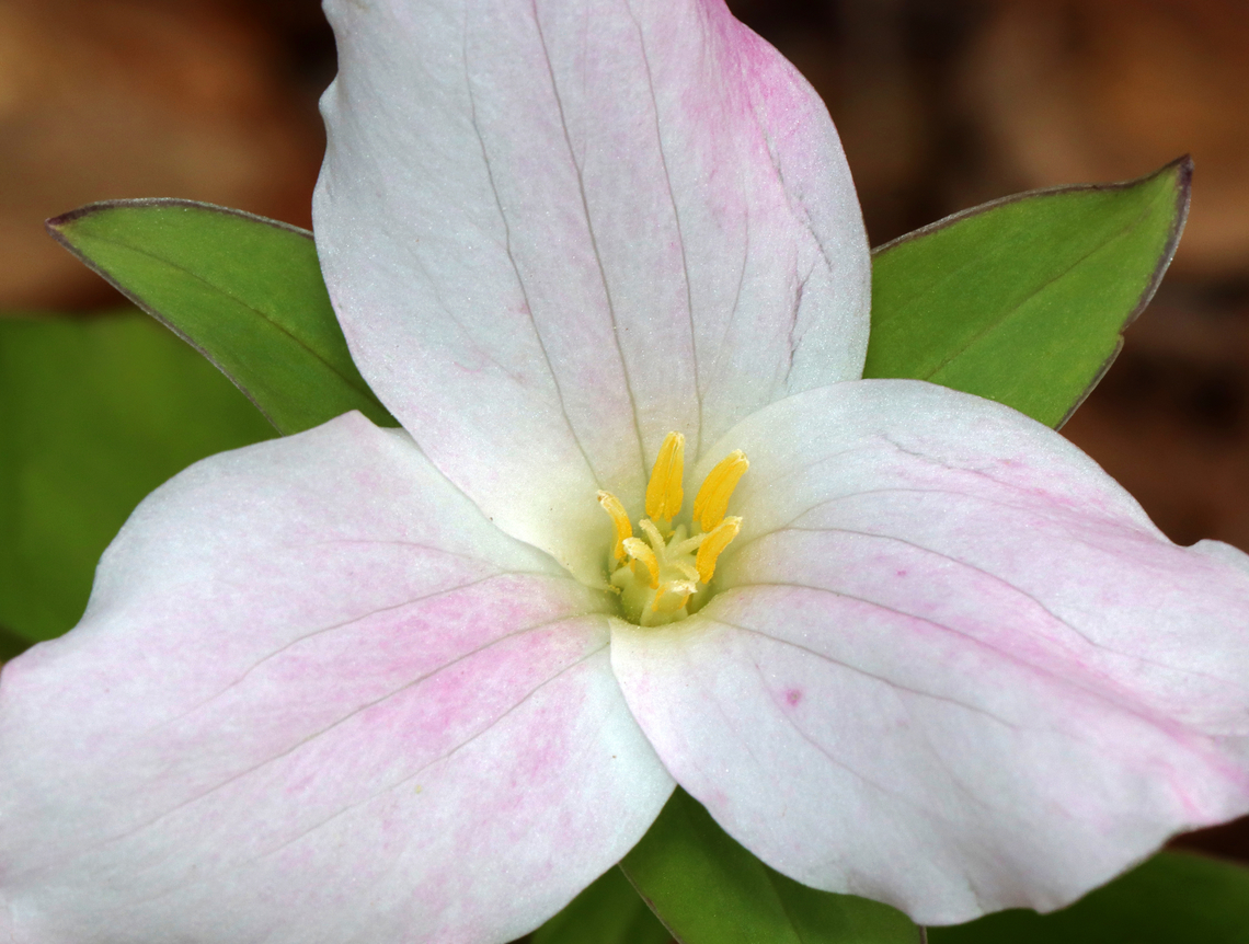 Great White Trillium - Trillium grandiflorum With a blush of pink.<br />
<br />
Habitat: Growing along the edge of a swamp in a deciduous forest<br />
<figure class="photo"><a href="https://www.jungledragon.com/image/153468/great_white_trillium_-_trillium_grandiflorum.html" title="Great White Trillium - Trillium grandiflorum"><img src="https://s3.amazonaws.com/media.jungledragon.com/images/3232/153468_thumb.jpg?AWSAccessKeyId=05GMT0V3GWVNE7GGM1R2&Expires=1767225610&Signature=7vazzBFWSKXqI6xyVTfYd24XGoU%3D" width="200" height="160" alt="Great White Trillium - Trillium grandiflorum Habitat: Growing along the edge of a swamp in a deciduous forest<br />
https://www.jungledragon.com/image/153469/great_white_trillium_-_trillium_grandiflorum.html Geotagged,Great white trillium,Spring,Trillium grandiflorum,United States" /></a></figure> Geotagged,Great white trillium,Spring,Trillium,Trillium grandiflorum,United States