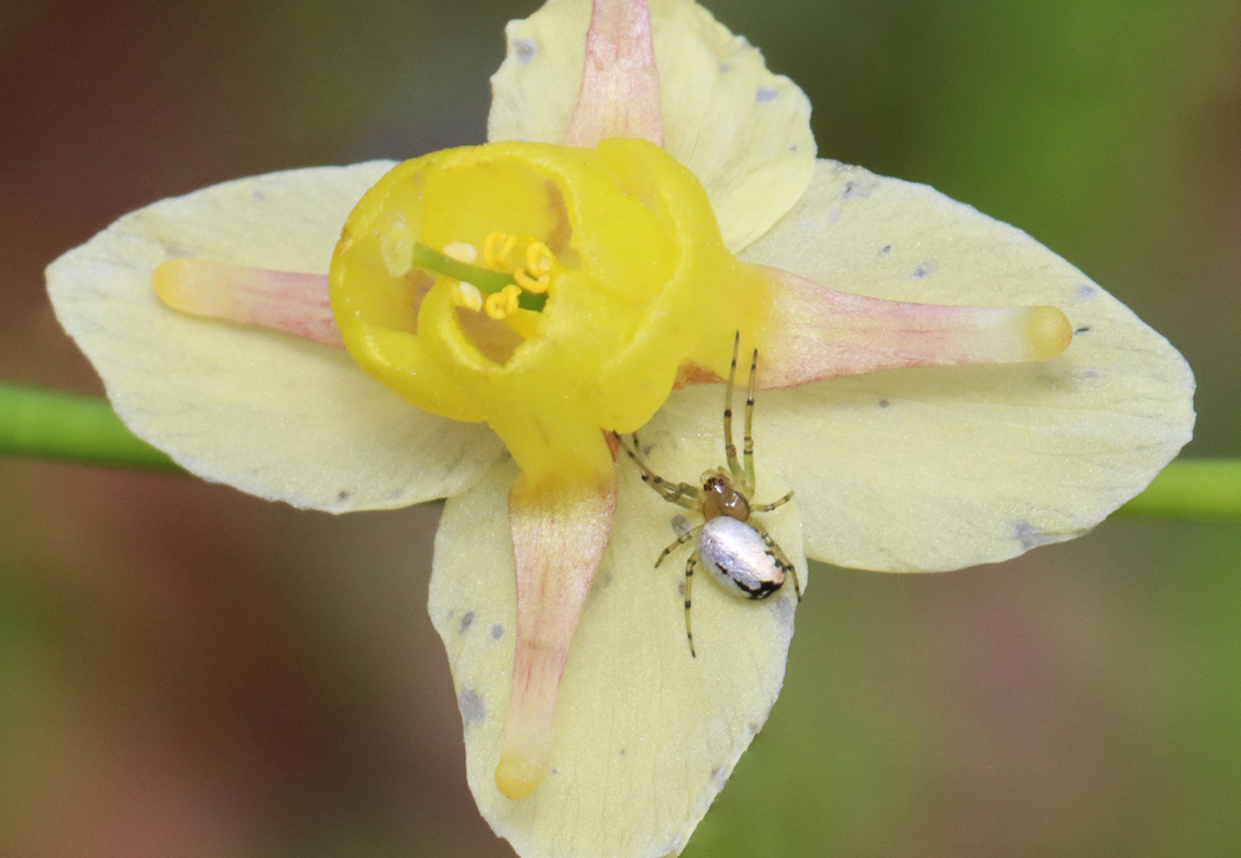 Orchard Orbweaver - Leucauge venusta Habitat: Deciduous forest Geotagged,Leucauge venusta,Orchard spider,Spring,United States,leucauge,orbweaver,spider