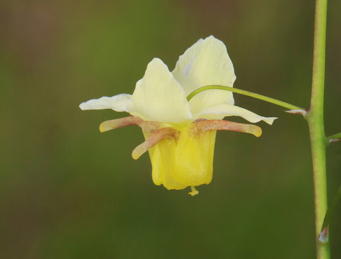 Horny Goat Weed - Epimedium &times; versicolor Epimedium &times; versicolor is a cross between E. grandiflorum and E. pinnatum subsp. colchicum.<br />
<br />
Habitat: Deciduous forest<br />
<figure class="photo"><a href="https://www.jungledragon.com/image/153471/horny_goat_weed_-_epimedium_versicolor.html" title="Horny Goat Weed - Epimedium &times; versicolor"><img src="https://s3.amazonaws.com/media.jungledragon.com/images/3232/153471_thumb.jpg?AWSAccessKeyId=05GMT0V3GWVNE7GGM1R2&Expires=1770854410&Signature=DkrdAgnN4Eu45qnaJuuxvwqQNME%3D" width="200" height="154" alt="Horny Goat Weed - Epimedium &times; versicolor Epimedium &times; versicolor is a cross between E. grandiflorum and E. pinnatum subsp. colchicum.<br />
<br />
Habitat: Deciduous forest<br />
https://www.jungledragon.com/image/153471/horny_goat_weed_-_epimedium_versicolor.html<br />
https://www.jungledragon.com/image/153474/horny_goat_weed_-_epimedium_versicolor.html<br />
https://www.jungledragon.com/image/153473/horny_goat_weed_-_epimedium_versicolor.html<br />
https://www.jungledragon.com/image/153472/horny_goat_weed_-_epimedium_versicolor.html Barrenwort,Epimedium versicolor,Geotagged,Spring,United States" /></a></figure><br />
<figure class="photo"><a href="https://www.jungledragon.com/image/153474/horny_goat_weed_-_epimedium_versicolor.html" title="Horny Goat Weed - Epimedium &times; versicolor"><img src="https://s3.amazonaws.com/media.jungledragon.com/images/3232/153474_thumb.jpg?AWSAccessKeyId=05GMT0V3GWVNE7GGM1R2&Expires=1770854410&Signature=utdiN2q%2BhzK3BrQ65pWrnok8%2BDo%3D" width="114" height="152" alt="Horny Goat Weed - Epimedium &times; versicolor Epimedium &times; versicolor is a cross between E. grandiflorum and E. pinnatum subsp. colchicum.<br />
<br />
Habitat: Deciduous forest<br />
https://www.jungledragon.com/image/153471/horny_goat_weed_-_epimedium_versicolor.html<br />
https://www.jungledragon.com/image/153474/horny_goat_weed_-_epimedium_versicolor.html<br />
https://www.jungledragon.com/image/153473/horny_goat_weed_-_epimedium_versicolor.html<br />
https://www.jungledragon.com/image/153472/horny_goat_weed_-_epimedium_versicolor.html Barrenwort,Epimedium versicolor,Geotagged,Spring,United States" /></a></figure><br />
<figure class="photo"><a href="https://www.jungledragon.com/image/153473/horny_goat_weed_-_epimedium_versicolor.html" title="Horny Goat Weed - Epimedium &times; versicolor"><img src="https://s3.amazonaws.com/media.jungledragon.com/images/3232/153473_thumb.jpg?AWSAccessKeyId=05GMT0V3GWVNE7GGM1R2&Expires=1770854410&Signature=3vPEGeTuW0L57QpmTdXJdYGSbkI%3D" width="120" height="152" alt="Horny Goat Weed - Epimedium &times; versicolor Epimedium &times; versicolor is a cross between E. grandiflorum and E. pinnatum subsp. colchicum.<br />
<br />
Habitat: Deciduous forest<br />
https://www.jungledragon.com/image/153471/horny_goat_weed_-_epimedium_versicolor.html<br />
https://www.jungledragon.com/image/153474/horny_goat_weed_-_epimedium_versicolor.html<br />
https://www.jungledragon.com/image/153473/horny_goat_weed_-_epimedium_versicolor.html<br />
https://www.jungledragon.com/image/153472/horny_goat_weed_-_epimedium_versicolor.html Barrenwort,Epimedium versicolor,Geotagged,Spring,United States" /></a></figure><br />
<figure class="photo"><a href="https://www.jungledragon.com/image/153472/horny_goat_weed_-_epimedium_versicolor.html" title="Horny Goat Weed - Epimedium &times; versicolor"><img src="https://s3.amazonaws.com/media.jungledragon.com/images/3232/153472_thumb.jpg?AWSAccessKeyId=05GMT0V3GWVNE7GGM1R2&Expires=1770854410&Signature=9%2BXHZwoCzqCki9vIsuxfoYC6his%3D" width="200" height="190" alt="Horny Goat Weed - Epimedium &times; versicolor Epimedium &times; versicolor is a cross between E. grandiflorum and E. pinnatum subsp. colchicum. <br />
<br />
Habitat: Deciduous forest<br />
https://www.jungledragon.com/image/153471/horny_goat_weed_-_epimedium_versicolor.html<br />
https://www.jungledragon.com/image/153474/horny_goat_weed_-_epimedium_versicolor.html<br />
https://www.jungledragon.com/image/153473/horny_goat_weed_-_epimedium_versicolor.html<br />
https://www.jungledragon.com/image/153472/horny_goat_weed_-_epimedium_versicolor.html Barrenwort,Epimedium versicolor,Epimedium &times; versicolor,Geotagged,Horny Goat Weed,Spring,United States" /></a></figure> Barrenwort,Epimedium versicolor,Geotagged,Spring,United States