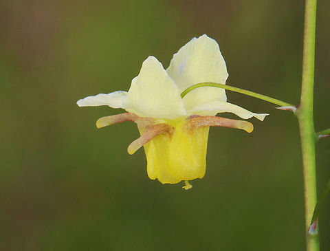 Horny Goat Weed - Epimedium × versicolor Epimedium × versicolor is a cross between E. grandiflorum and E. pinnatum subsp. colchicum.

Habitat: Deciduous forest
https://www.jungledragon.com/image/153471/horny_goat_weed_-_epimedium_versicolor.html
https://www.jungledragon.com/image/153474/horny_goat_weed_-_epimedium_versicolor.html
https://www.jungledragon.com/image/153473/horny_goat_weed_-_epimedium_versicolor.html
https://www.jungledragon.com/image/153472/horny_goat_weed_-_epimedium_versicolor.html Barrenwort,Epimedium versicolor,Geotagged,Spring,United States