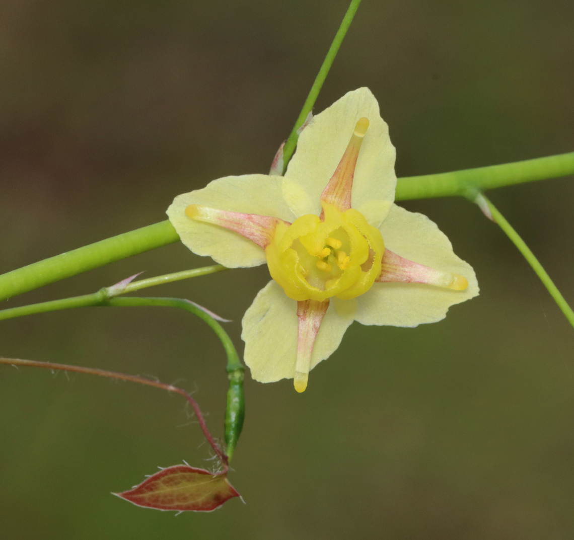 Horny Goat Weed - Epimedium &times; versicolor Epimedium &times; versicolor is a cross between E. grandiflorum and E. pinnatum subsp. colchicum. <br />
<br />
Habitat: Deciduous forest<br />
<figure class="photo"><a href="https://www.jungledragon.com/image/153471/horny_goat_weed_-_epimedium_versicolor.html" title="Horny Goat Weed - Epimedium &times; versicolor"><img src="https://s3.amazonaws.com/media.jungledragon.com/images/3232/153471_thumb.jpg?AWSAccessKeyId=05GMT0V3GWVNE7GGM1R2&Expires=1770854410&Signature=DkrdAgnN4Eu45qnaJuuxvwqQNME%3D" width="200" height="154" alt="Horny Goat Weed - Epimedium &times; versicolor Epimedium &times; versicolor is a cross between E. grandiflorum and E. pinnatum subsp. colchicum.<br />
<br />
Habitat: Deciduous forest<br />
https://www.jungledragon.com/image/153471/horny_goat_weed_-_epimedium_versicolor.html<br />
https://www.jungledragon.com/image/153474/horny_goat_weed_-_epimedium_versicolor.html<br />
https://www.jungledragon.com/image/153473/horny_goat_weed_-_epimedium_versicolor.html<br />
https://www.jungledragon.com/image/153472/horny_goat_weed_-_epimedium_versicolor.html Barrenwort,Epimedium versicolor,Geotagged,Spring,United States" /></a></figure><br />
<figure class="photo"><a href="https://www.jungledragon.com/image/153474/horny_goat_weed_-_epimedium_versicolor.html" title="Horny Goat Weed - Epimedium &times; versicolor"><img src="https://s3.amazonaws.com/media.jungledragon.com/images/3232/153474_thumb.jpg?AWSAccessKeyId=05GMT0V3GWVNE7GGM1R2&Expires=1770854410&Signature=utdiN2q%2BhzK3BrQ65pWrnok8%2BDo%3D" width="114" height="152" alt="Horny Goat Weed - Epimedium &times; versicolor Epimedium &times; versicolor is a cross between E. grandiflorum and E. pinnatum subsp. colchicum.<br />
<br />
Habitat: Deciduous forest<br />
https://www.jungledragon.com/image/153471/horny_goat_weed_-_epimedium_versicolor.html<br />
https://www.jungledragon.com/image/153474/horny_goat_weed_-_epimedium_versicolor.html<br />
https://www.jungledragon.com/image/153473/horny_goat_weed_-_epimedium_versicolor.html<br />
https://www.jungledragon.com/image/153472/horny_goat_weed_-_epimedium_versicolor.html Barrenwort,Epimedium versicolor,Geotagged,Spring,United States" /></a></figure><br />
<figure class="photo"><a href="https://www.jungledragon.com/image/153473/horny_goat_weed_-_epimedium_versicolor.html" title="Horny Goat Weed - Epimedium &times; versicolor"><img src="https://s3.amazonaws.com/media.jungledragon.com/images/3232/153473_thumb.jpg?AWSAccessKeyId=05GMT0V3GWVNE7GGM1R2&Expires=1770854410&Signature=3vPEGeTuW0L57QpmTdXJdYGSbkI%3D" width="120" height="152" alt="Horny Goat Weed - Epimedium &times; versicolor Epimedium &times; versicolor is a cross between E. grandiflorum and E. pinnatum subsp. colchicum.<br />
<br />
Habitat: Deciduous forest<br />
https://www.jungledragon.com/image/153471/horny_goat_weed_-_epimedium_versicolor.html<br />
https://www.jungledragon.com/image/153474/horny_goat_weed_-_epimedium_versicolor.html<br />
https://www.jungledragon.com/image/153473/horny_goat_weed_-_epimedium_versicolor.html<br />
https://www.jungledragon.com/image/153472/horny_goat_weed_-_epimedium_versicolor.html Barrenwort,Epimedium versicolor,Geotagged,Spring,United States" /></a></figure><br />
<figure class="photo"><a href="https://www.jungledragon.com/image/153472/horny_goat_weed_-_epimedium_versicolor.html" title="Horny Goat Weed - Epimedium &times; versicolor"><img src="https://s3.amazonaws.com/media.jungledragon.com/images/3232/153472_thumb.jpg?AWSAccessKeyId=05GMT0V3GWVNE7GGM1R2&Expires=1770854410&Signature=9%2BXHZwoCzqCki9vIsuxfoYC6his%3D" width="200" height="190" alt="Horny Goat Weed - Epimedium &times; versicolor Epimedium &times; versicolor is a cross between E. grandiflorum and E. pinnatum subsp. colchicum. <br />
<br />
Habitat: Deciduous forest<br />
https://www.jungledragon.com/image/153471/horny_goat_weed_-_epimedium_versicolor.html<br />
https://www.jungledragon.com/image/153474/horny_goat_weed_-_epimedium_versicolor.html<br />
https://www.jungledragon.com/image/153473/horny_goat_weed_-_epimedium_versicolor.html<br />
https://www.jungledragon.com/image/153472/horny_goat_weed_-_epimedium_versicolor.html Barrenwort,Epimedium versicolor,Epimedium &times; versicolor,Geotagged,Horny Goat Weed,Spring,United States" /></a></figure> Barrenwort,Epimedium versicolor,Epimedium &times; versicolor,Geotagged,Horny Goat Weed,Spring,United States